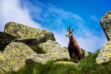 Chamois. Agile Goat-antelope Found In Mountains Of Europe. Royalty Free Stock Photo