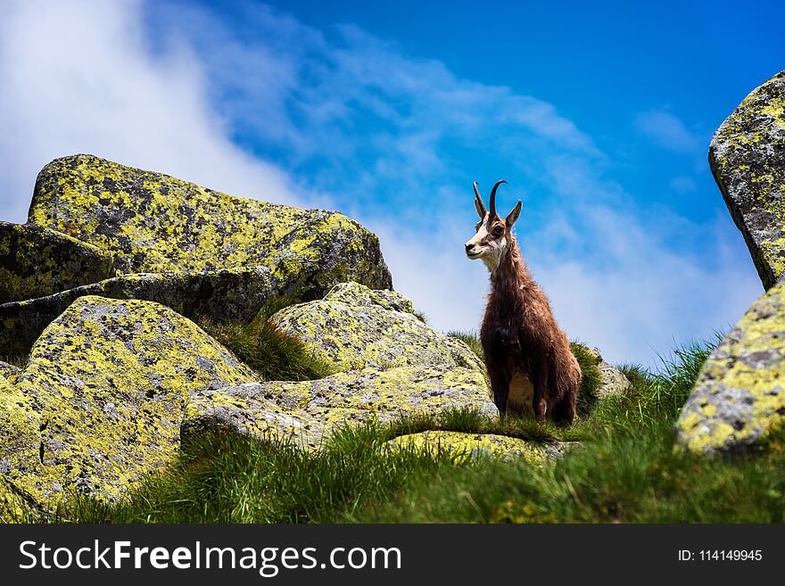 Chamois. Agile goat-antelope found in mountains of Europe.