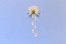 Camomile Lying On A Blue Background And Imitating The Cloud From Royalty Free Stock Photography