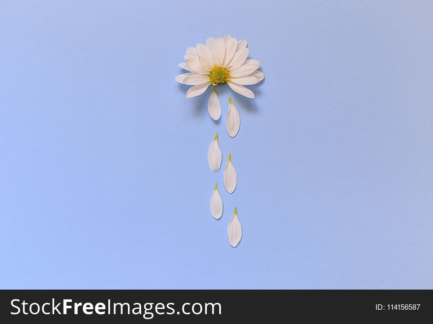Camomile lying on a blue background and imitating the cloud from which it rains.Nature
