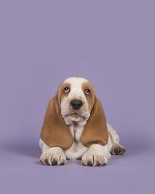 Cute Tan And White Basset Hound On A Lavender Purple Background Royalty Free Stock Photo