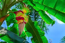 Bunch Of Banana Fruit On A Palm Tree. Concept Of Tropical Plantations. Bottom View. Royalty Free Stock Photo
