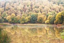 Autumn Trees With A Lake. Royalty Free Stock Photo