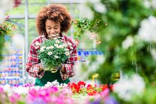 Florist Smiling While Holding A Beautiful Potted Daisy Flower Plant Stock Images