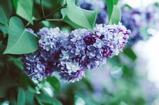 Spring Lilac Flowers Stock Photography