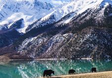 Yak On The Edge Of The Green Lake In Tibet Royalty Free Stock Photo