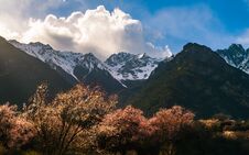 Under The Snow Mountain, Peach Blossoms Royalty Free Stock Photos