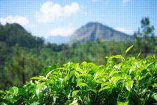 Tea Gardens In Sri Lanka. Leaves With Mountain On Background. Stock Image