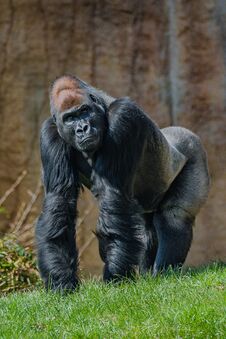 Portrait Of Powerful Alpha Male African Gorilla At Guard Stock Image