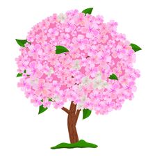 Flowering Pink Tree Isolated On White Background. Spring Blooming Tree With Flowers. Apple Tree, Cherry And Sakura. Royalty Free Stock Image