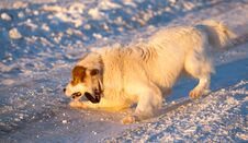A Dog In The Rays Of A Sunset In The Snow Royalty Free Stock Images