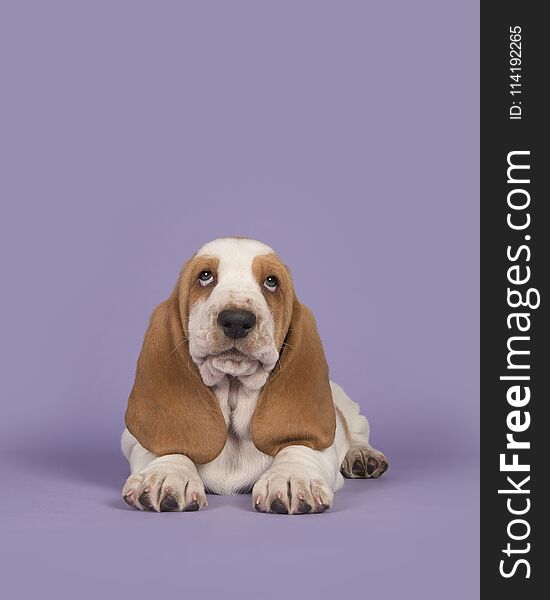 Cute tan and white basset hound on a lavender purple background lying down and looking up in a vertical image
