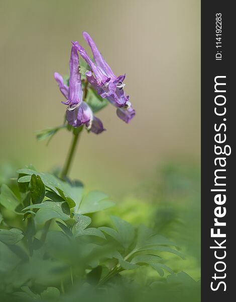 Purple Blooming Hollow Root Plant In Green