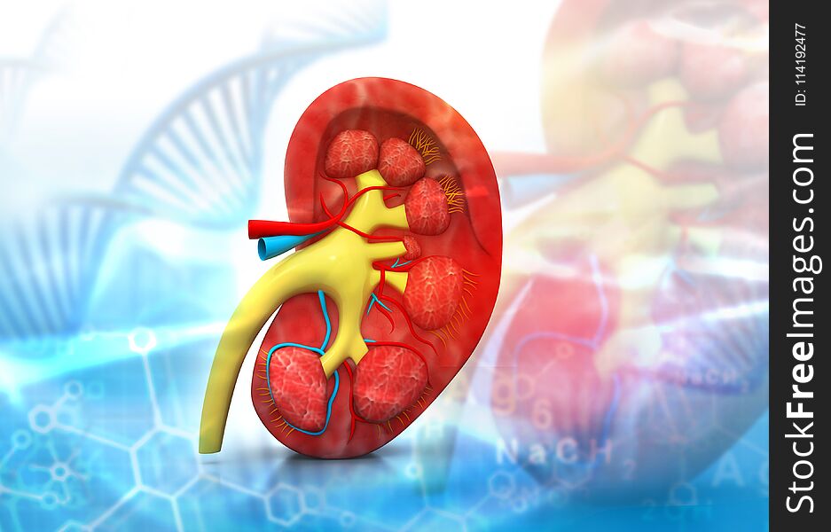 Cross section kidney