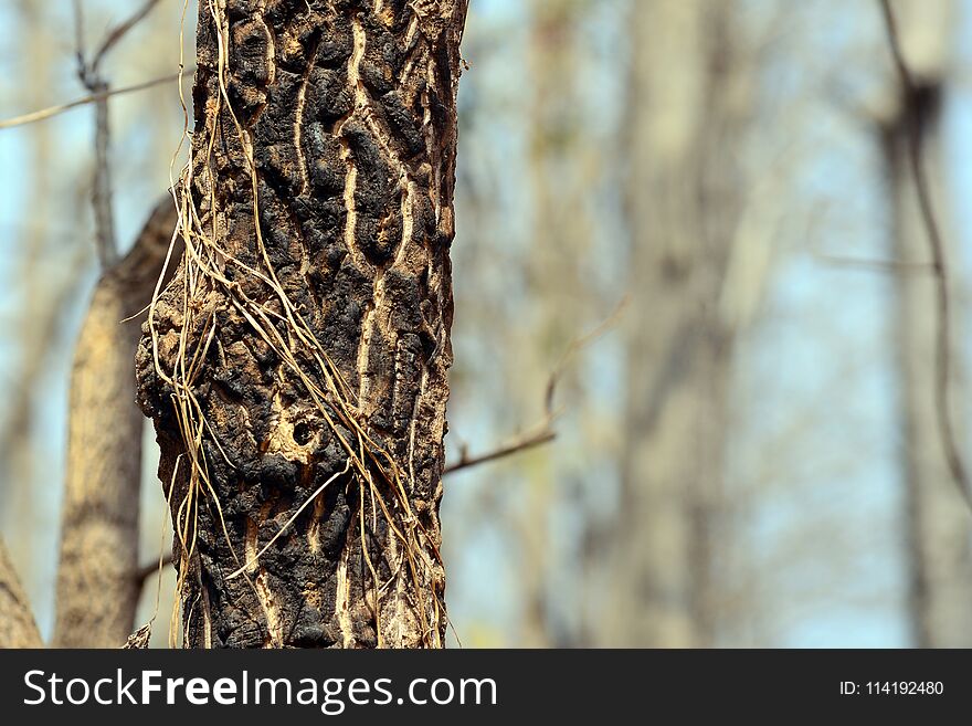 Close Up Of Trunk Of A Wild Tree, Texture