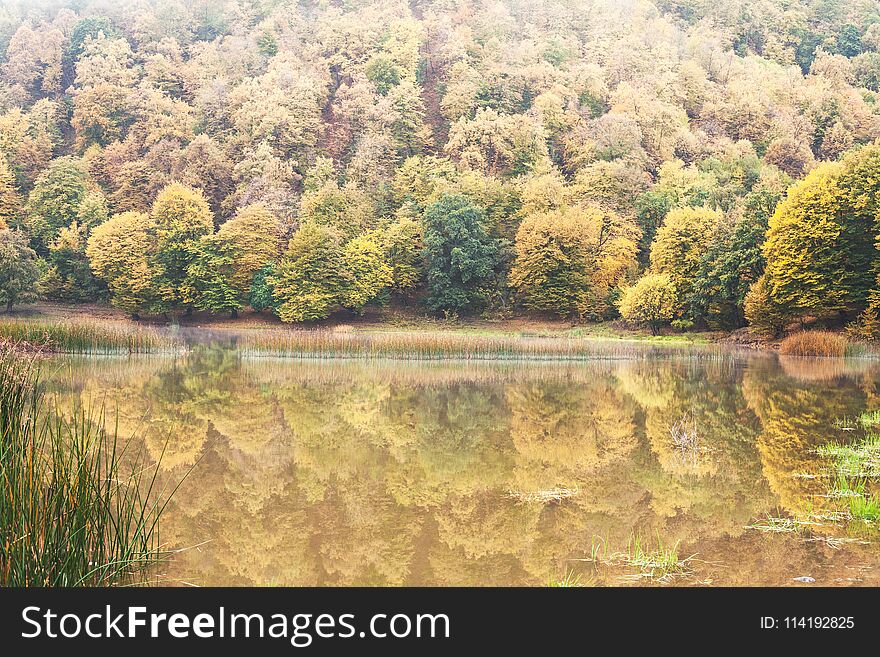 Autumn trees with a lake. Autumn landscape