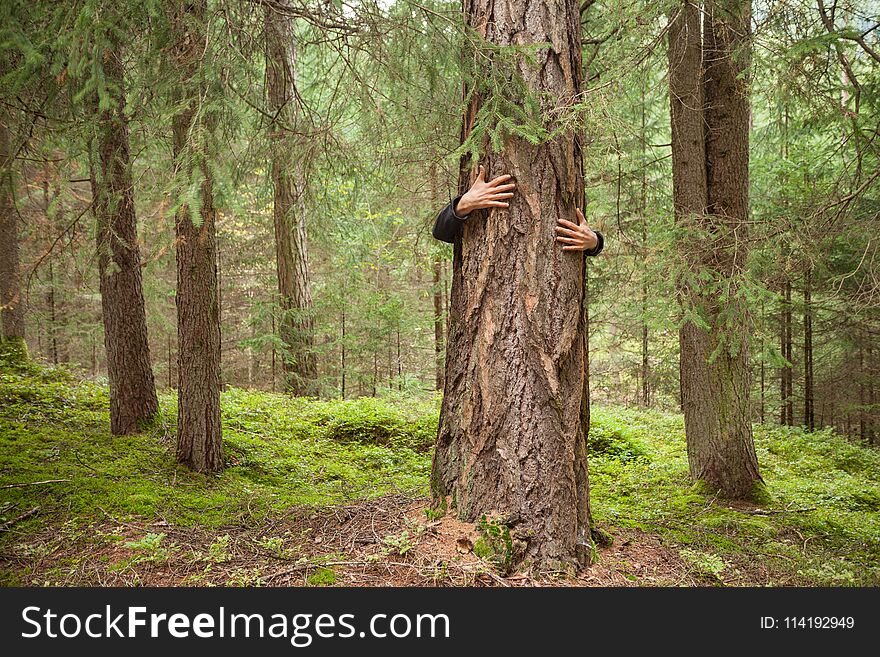 A boy hugging a tree in the woods