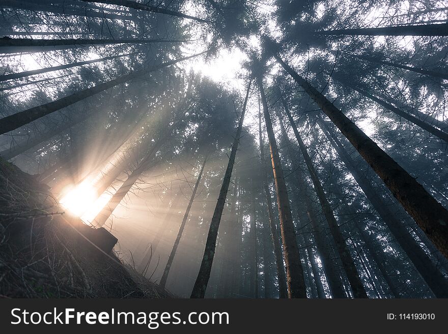 the sun inside a woods in a foggy day