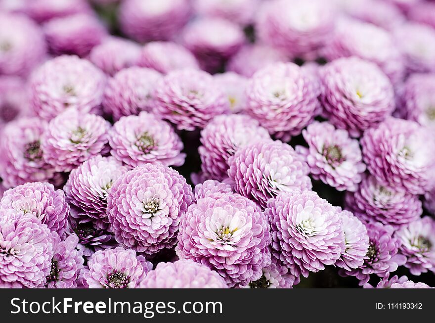 Chrysanthemum macro flowers