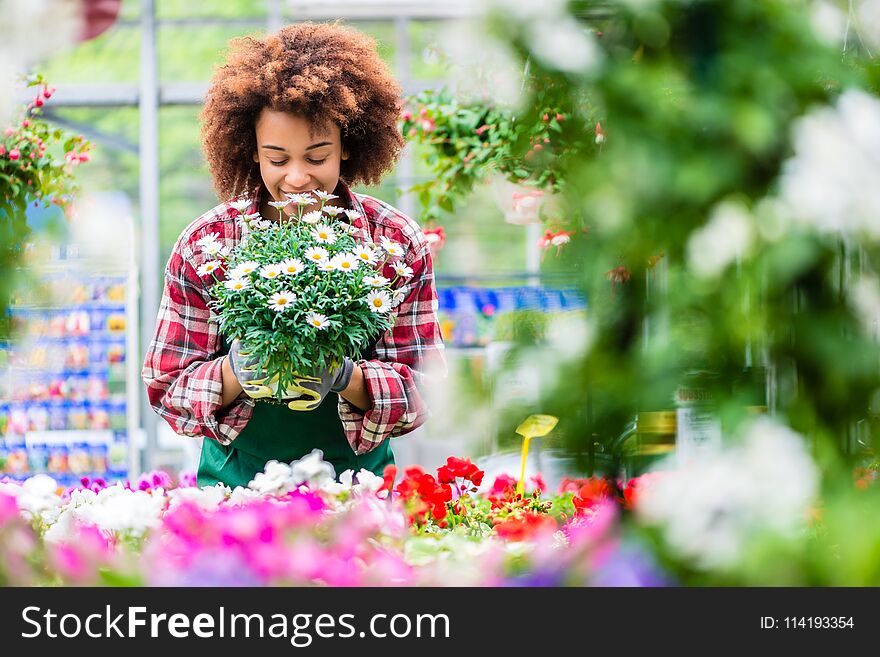 Portrait of a dedicated female florist smiling with professional satisfaction while holding a beautiful potted daisy flower plant for sale in a modern shop. Portrait of a dedicated female florist smiling with professional satisfaction while holding a beautiful potted daisy flower plant for sale in a modern shop