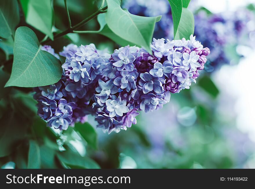 Branch of lilac flowers with green leaves, floral natural vintage hipster background. Branch of lilac flowers with green leaves, floral natural vintage hipster background