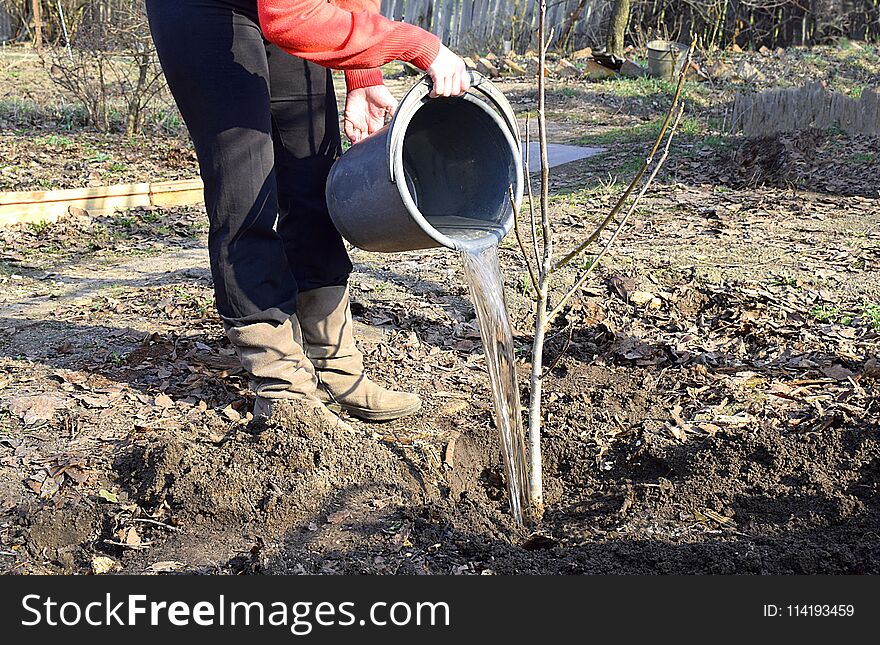 A young woman is watering a walnut seedling.