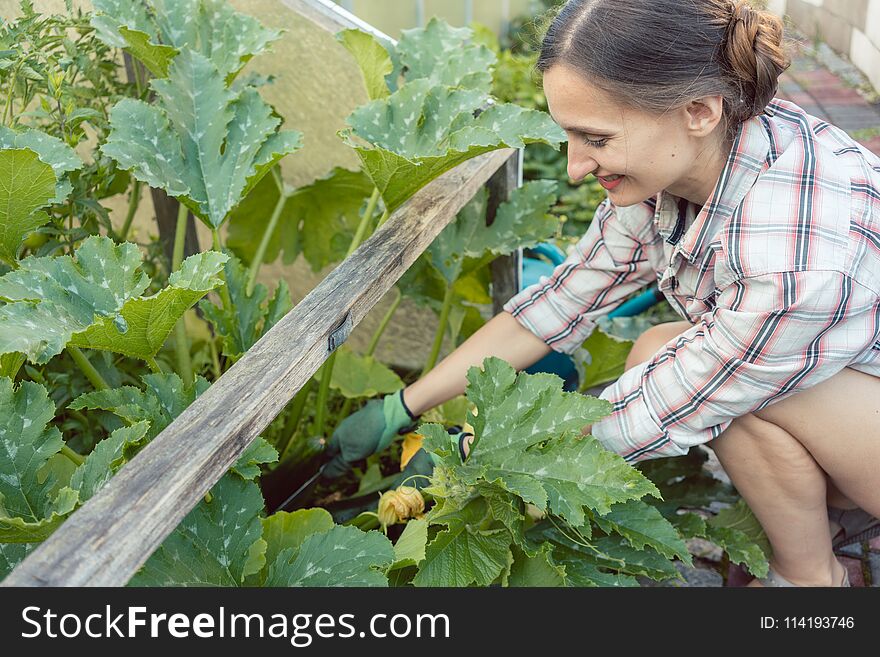 Woman in her garden harvesting cucumbers or courgette