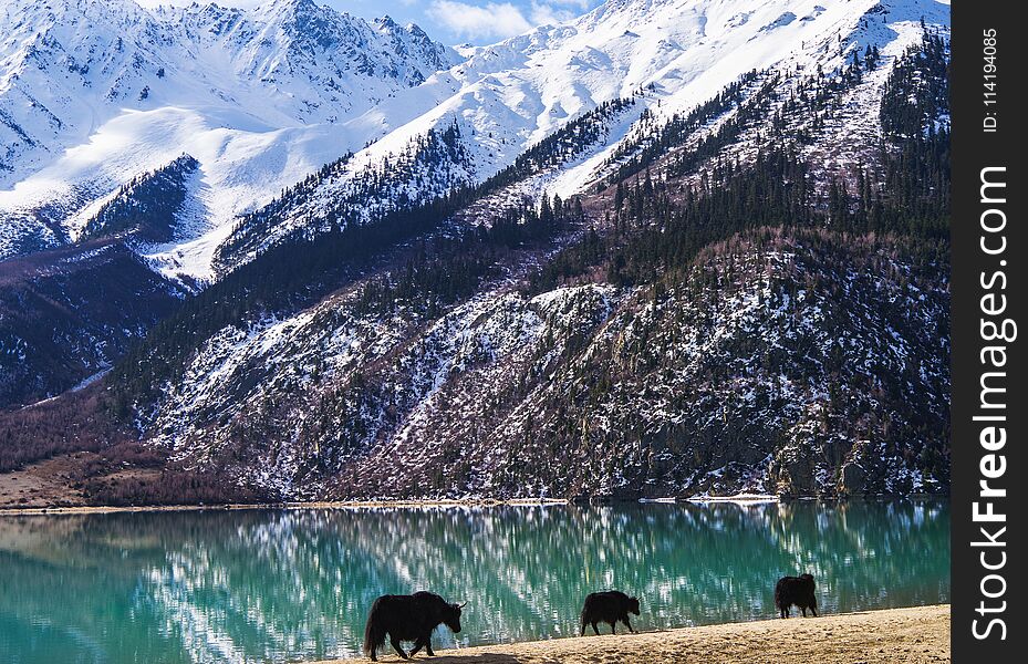 RanWu lake in spring with beautiful reflection of snow mountain , Tibet Autonomous Region , China. RanWu lake in spring with beautiful reflection of snow mountain , Tibet Autonomous Region , China