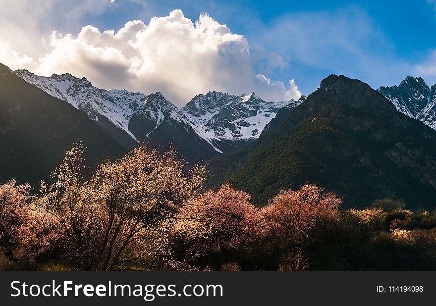 Wild peach blossom , blue sky , snowy peak , sunset, beautiful spring of tibet ,like fairyland. Wild peach blossom , blue sky , snowy peak , sunset, beautiful spring of tibet ,like fairyland