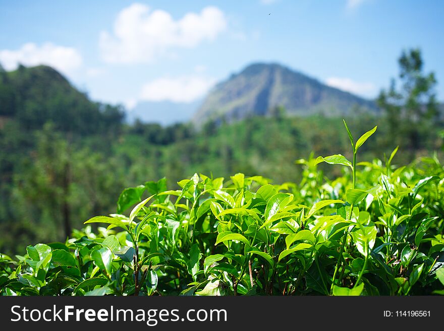 Tea gardens in Sri Lanka. Leaves with mountain on background.
