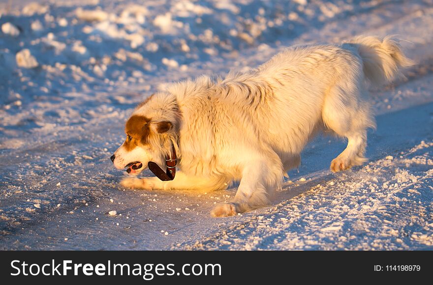 A dog in the rays of a sunset in the snow .