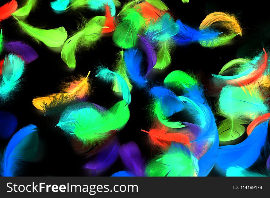 Multi-colored Feathers On A Black Background