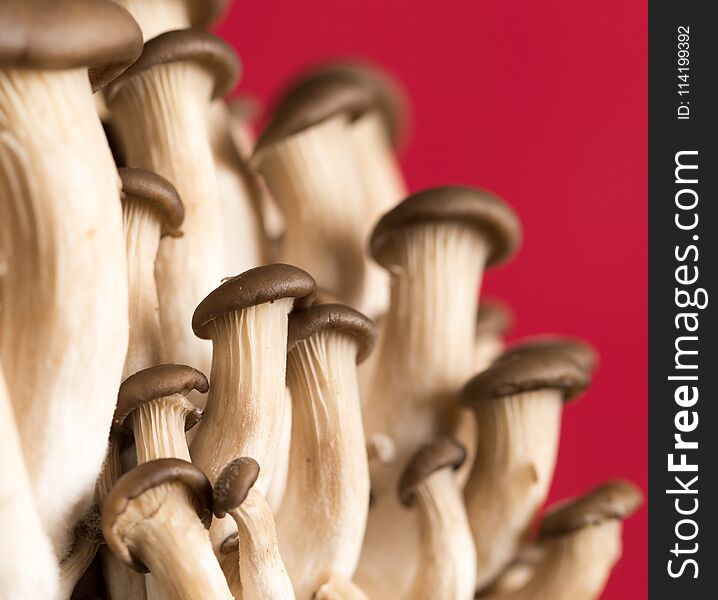 Bunch of mushrooms on a red background. Bunch of mushrooms on a red background