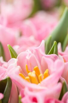 Tulips Of Pink Color. Big Buds. Floral Natural Backdrop. Unusual Flowers, Unlike The Others. Shallow Focus. Wallpaper Stock Image Tulips Of Pink Color. Big Buds. Floral Natural Backdrop. Unusual Flowers, Unlike The Others. Shallow Focus. Wallpaper Stock Image