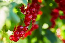 Branch Of Red Currants Stock Image