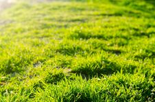 Green Grass On A Sunny Day. Selective Focus. Texture Of Grass. Background For Design. Natural Wallpaper. Concept Of Spring Stock Images Green Grass On A Sunny Day. Selective Focus. Texture Of Grass. Background For Design. Natural Wallpaper. Concept Of Spring Stock Images