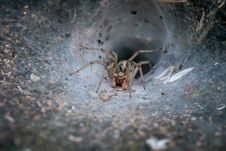 Spider Waiting For Pray To Fall On It`s Web, Moody Lighting Royalty Free Stock Image Spider Waiting For Pray To Fall On It`s Web, Moody Lighting Royalty Free Stock Image