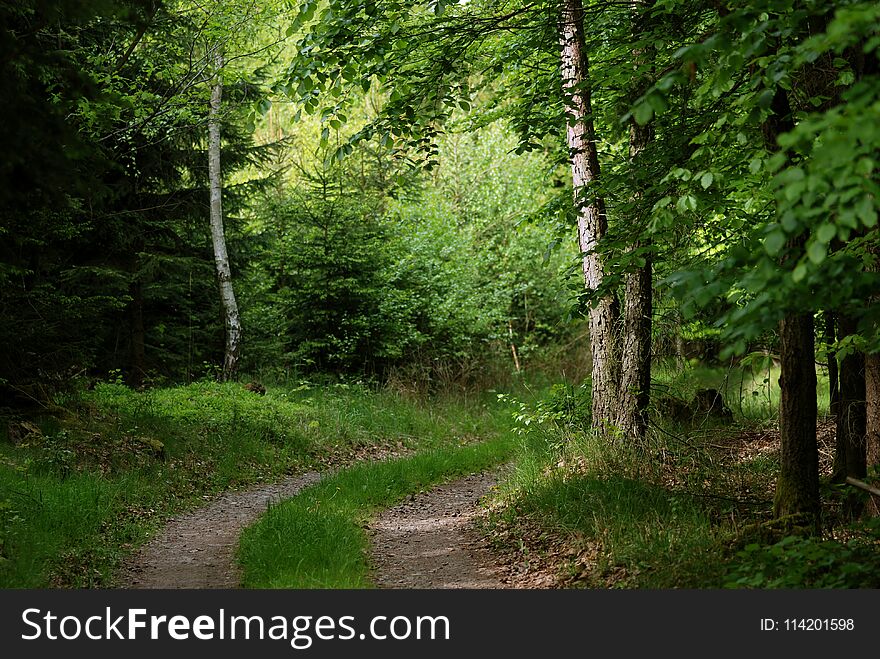 Forest path between budding trees at the end of May. Forest path between budding trees at the end of May