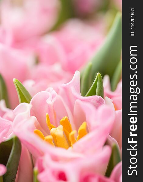 Tulips Of Pink Color. Big Buds. Floral Natural Backdrop. Unusual Flowers, Unlike The Others. Shallow Focus. Wallpaper