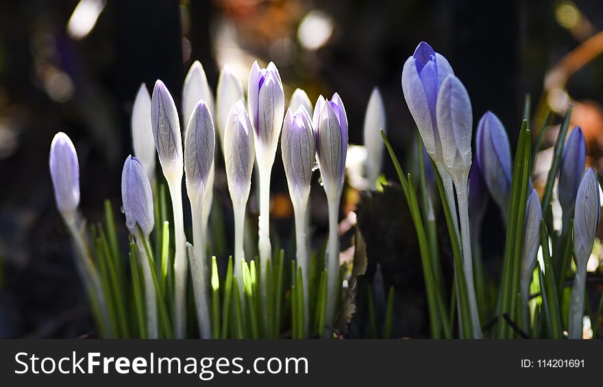 Spring Flowers, Crocuses Blooming In The Garden. Spring Time.