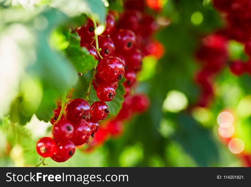 Branch of red currants, close up