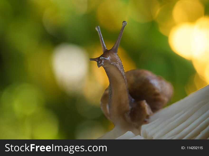 A snail sits on a mushroom in the forest, sunset. A snail sits on a mushroom in the forest, sunset