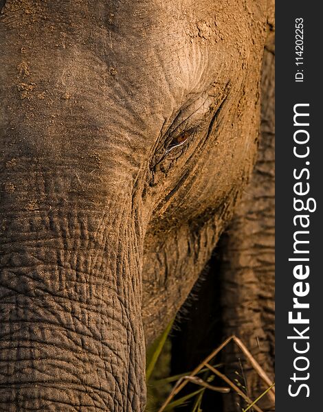 Closeup of wild elephant head