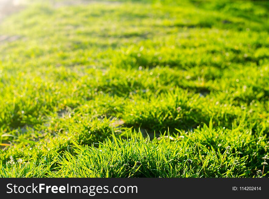 Green grass on a sunny day. selective focus. texture of grass. background for design. natural wallpaper. concept of spring.