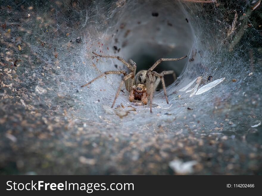 Spider waiting for pray to fall on it`s web, moody lighting