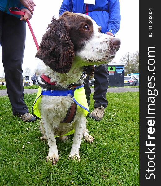 An rescue spaniel dog in harness and lead waiting to go for a walk. An rescue spaniel dog in harness and lead waiting to go for a walk.