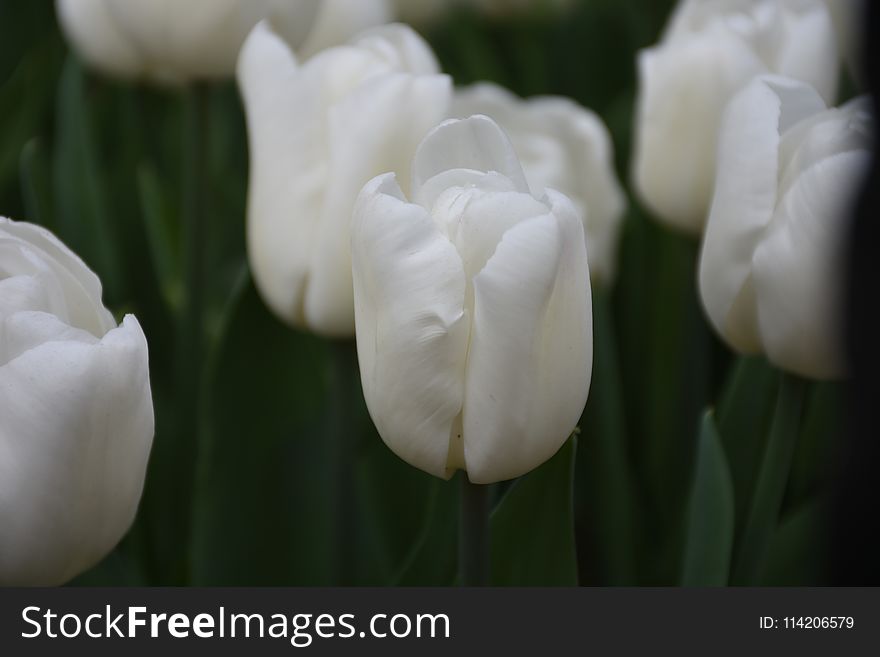 Beautiful spring flowers, tulips