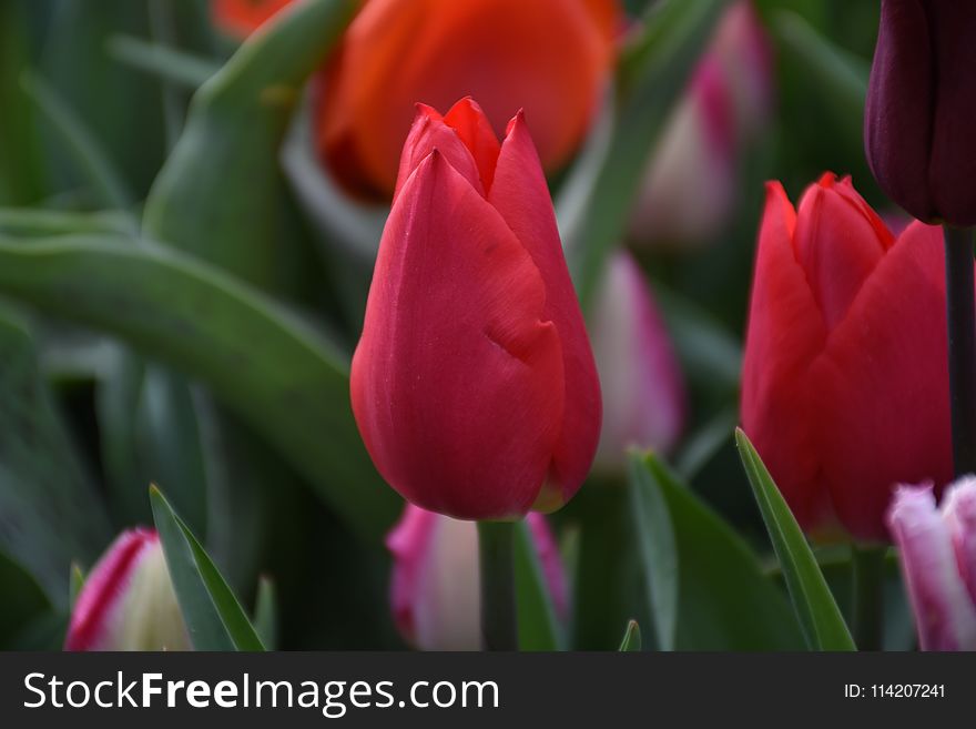 Beautiful spring flowers, tulips