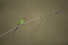Little Green Bee Eater Royalty Free Stock Photo