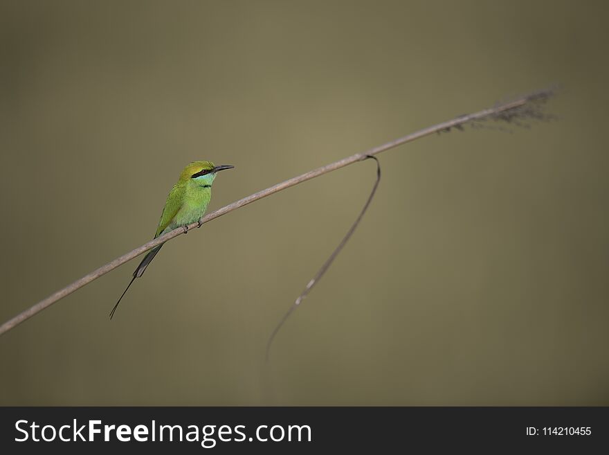 Little green Bee Eater with plain green background